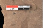 Foto (Detailansicht) von Asterocalyx styriacus Ettingshausen (NHMW-GEO-2024-0188-0430)
